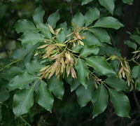 5 Graines de Frêne à fleurs, Fraxinus ornus, Frêne à manne, Frêne orne