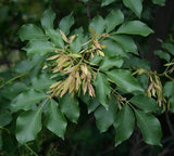 5 Graines de Frêne à fleurs, Fraxinus ornus, Frêne à manne, Frêne orne