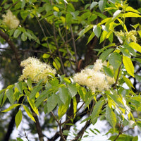 7 Graines de Frêne élevé, Frêne Commun, Fraxinus excelsior