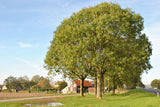 10 Graines de Frêne élevé, Frêne Commun, Fraxinus excelsior