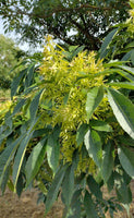 7 Graines de Frêne de Chine, Fraxinus chinensis, Frêne de Chine