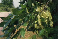 3 Graines de Frêne de Chine, Fraxinus chinensis, Frêne de Chine