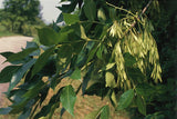 3 Graines de Frêne de Chine, Fraxinus chinensis, Frêne de Chine