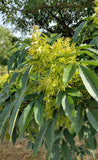 3 Graines de Frêne de Chine, Fraxinus chinensis, Frêne de Chine