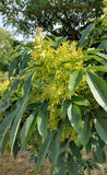 5 Graines de Frêne de Chine, Fraxinus chinensis, Frêne de Chine