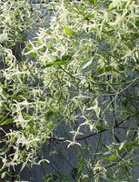 5 Graines de Clematis microphylla, Clématite à petites feuilles