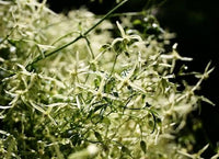 3 Graines de Clematis microphylla, Clématite à petites feuilles