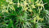 3 Graines de Clematis microphylla, Clématite à petites feuilles