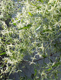 7 Graines de Clematis microphylla, Clématite à petites feuilles