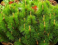 3 Graines de Pin de montagne, Pinus mugo mughus