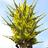 5 Graines de Puya Chilensis, Puya de Chili, Bromeliacée