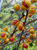 3 Graines de Celastrus orbiculatus, Bourreau des arbres