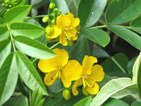 5 Graines de Senna corymbosa, Cassia Corymbosa, Séné, Cassier