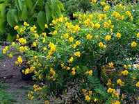 5 Graines de Senna corymbosa, Cassia Corymbosa, Séné, Cassier