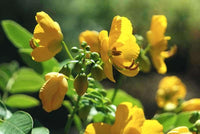 3 Graines de Senna corymbosa, Cassia Corymbosa, Séné, Cassier