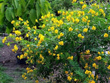 3 Graines de Senna corymbosa, Cassia Corymbosa, Séné, Cassier