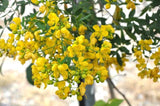 7 Graines de Senna corymbosa, Cassia Corymbosa, Séné, Cassier