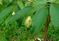 3 Graines de Carpinus turczaninowii