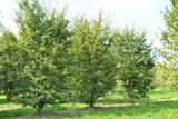 3 Graines de Carpinus turczaninowii