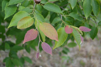 3 Graines de Carpinus turczaninowii