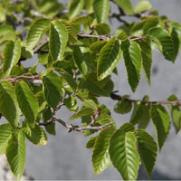 5 Graines de Carpinus turczaninowii