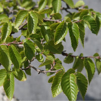 10 Graines de Carpinus turczaninowii