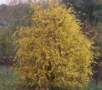 3 Graines de Carpinus Orientalis, Charme d'Orient