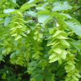 5 Graines de Carpinus Orientalis, Charme d'Orient