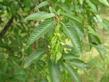 7 Graines de Carpinus Orientalis, Charme d'Orient