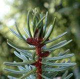 7 Graines de Épicéa de Serbie, Picea omorika