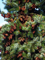 30 Graines de Épicéa de Serbie, Picea omorika