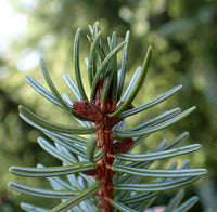 10 Graines de Épicéa de Serbie, Picea omorika