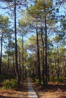 5 Graines de pin maritime, pin des Landes, pin de Bordeaux, pin de Corte, Pinus pinaster