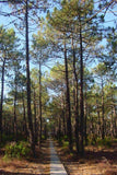 7 Graines de pin maritime, pin des Landes, pin de Bordeaux, pin de Corte, Pinus pinaster