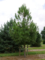 7 Graines de pin maritime, pin des Landes, pin de Bordeaux, pin de Corte, Pinus pinaster