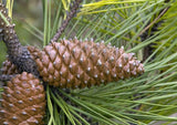 3 Graines de pin maritime, pin des Landes, pin de Bordeaux, pin de Corte, Pinus pinaster