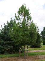 3 Graines de pin maritime, pin des Landes, pin de Bordeaux, pin de Corte, Pinus pinaster