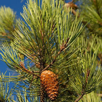 20 Graines de pin maritime, pin des Landes, pin de Bordeaux, pin de Corte, Pinus pinaster