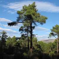 10 Graines de pin maritime, pin des Landes, pin de Bordeaux, pin de Corte, Pinus pinaster