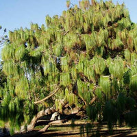 3 Graines de Pin du Mexique, Pinus patula