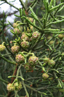 10 Graines de Pin crayon, Athrotaxis cupressoides