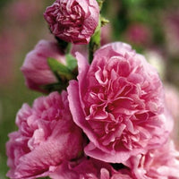 10 Graines de Rose Trémière Fleur Rose, Alcea Rosea Chater's Pink