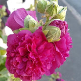 10 Graines de Rose Trémière Fleur Rose, Alcea Rosea Chater's Pink