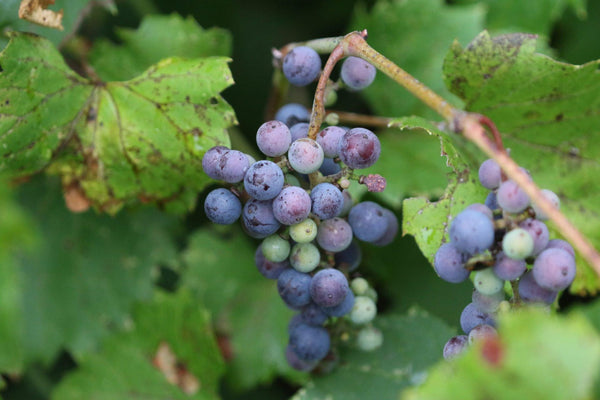 10 Graines de Vigne des rivages, Vitis Riparia