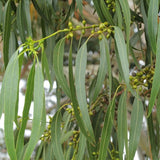 5 Graines d'Eucalyptus dalrympleana, Eucalyptus blanc des montagnes, Gommier blanc des montagnes