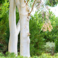 10 Graines d'Eucalyptus dalrympleana, Eucalyptus blanc des montagnes, Gommier blanc des montagnes