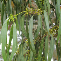 50 Graines d'Eucalyptus dalrympleana, Eucalyptus blanc des montagnes, Gommier blanc des montagnes