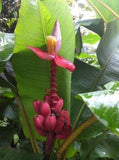 Graines Musa sp. "Jamesonii", Bananier