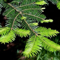 Graines de Sapin de Vancouver, Sapin géant, Abies Grandis, Bonsaï