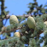 Graines de Sapin de Vancouver, Sapin géant, Abies Grandis, Bonsaï